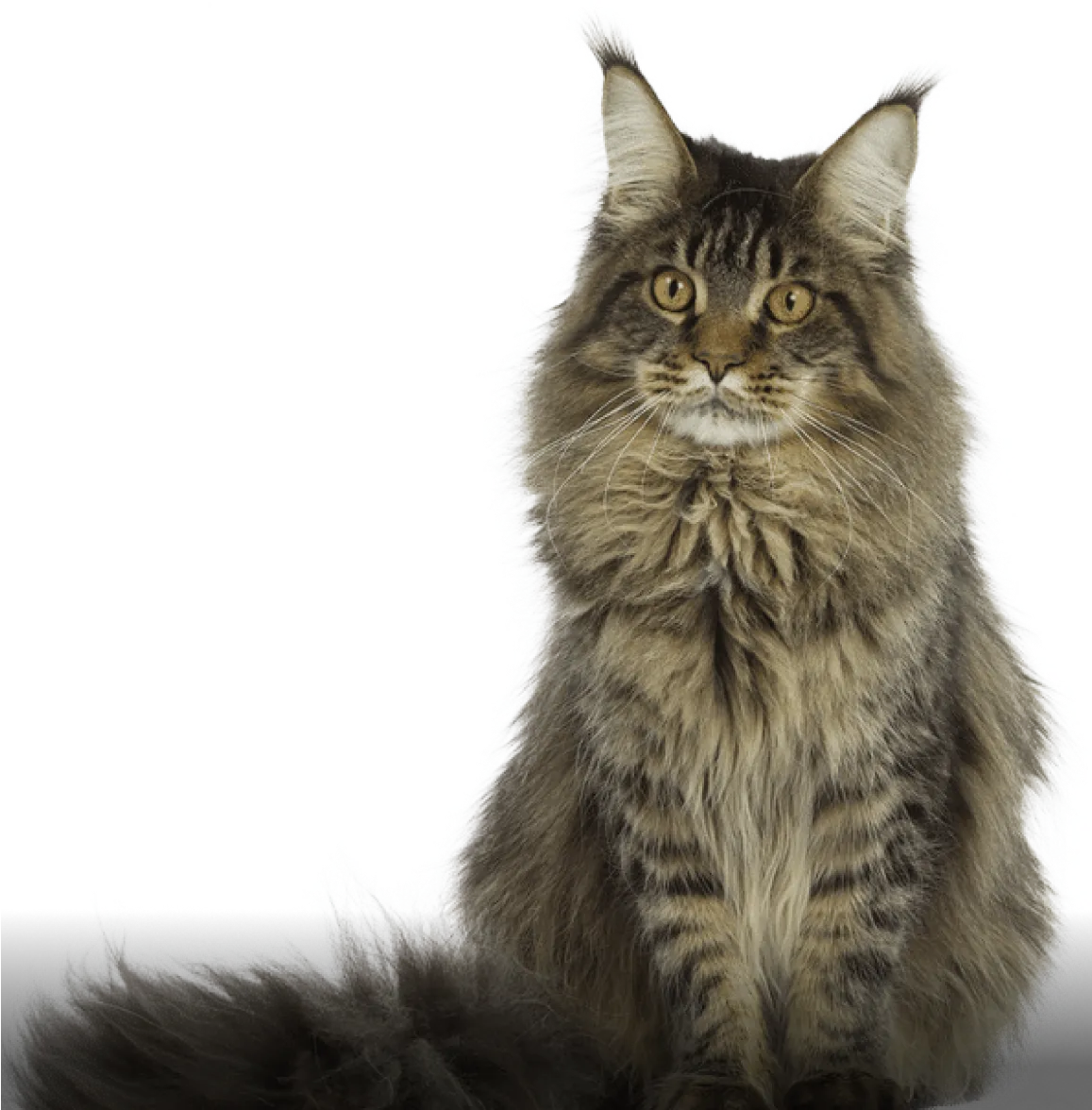 imagen gato maine coon mexico